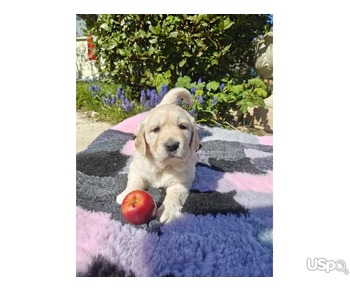 Golden Retriver awsomeness puppy