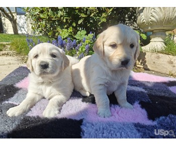Golden Retriver awsomeness puppy