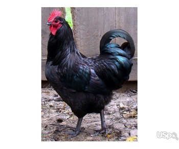 Ayam Cemani hatching eggs for sale in United States