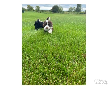 Golden Doodle Puppies for Sale