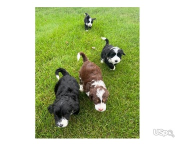 Golden Doodle Puppies for Adoption