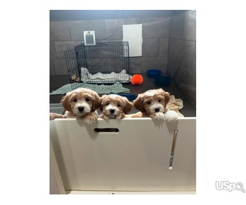 Golden Doodle Puppies for Adoption