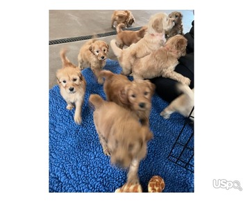 Golden Doodle Puppies for Adoption