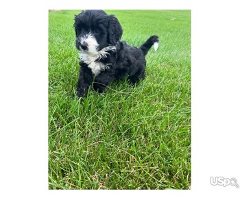 Golden Doodle Puppies for Adoption