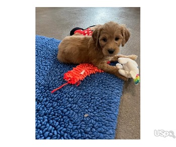 Golden Doodle Puppies for Adoption