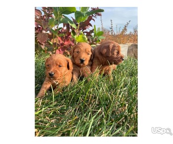 Golden Doodle Puppies for Adoption