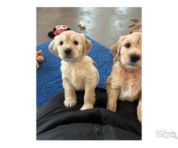 Golden Doodle Puppies for Adoption