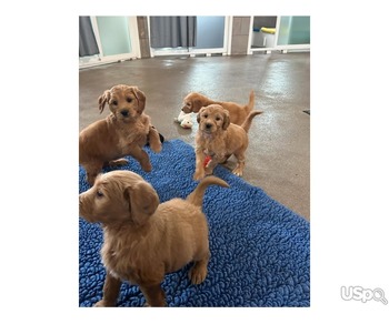 Golden Doodle Puppies for Adoption