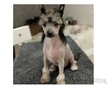 Chinese crested dog