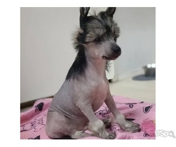 Chinese crested dog