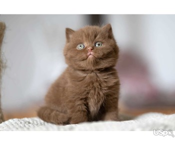 Adorable British Short hair Kitten for sale