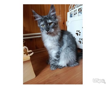 Котята Мейн-кун полидакт
