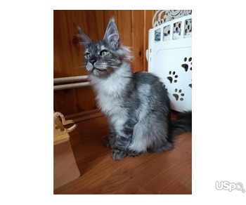 Котята Мейн-кун полидакт