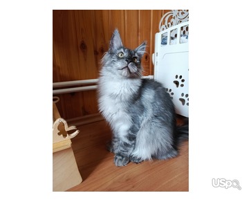 Котята Мейн-кун полидакт