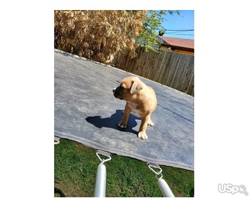 Stunning baby pup available for sale