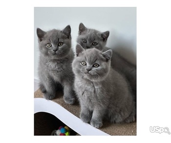 PERFECT BRITISH SHORTHAIRS