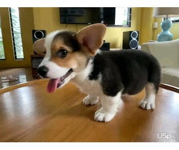 Stunning baby Welsh Cogi for sale