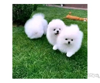 Pomeranian puppy for adoption