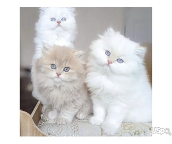 Ragdoll kittens for sale in Staten Island NY