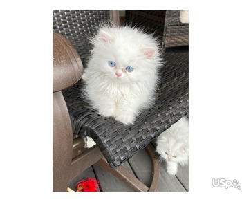 Ragdoll kittens for sale in Staten Island NY