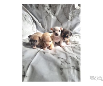 Mini chihuahua Pup for sale