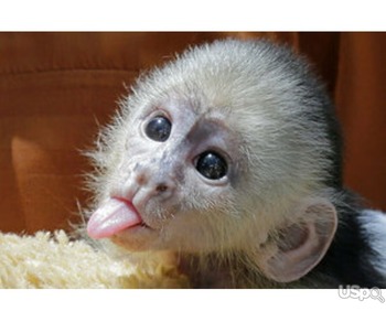 Baby Capuchin Available.