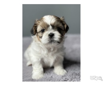 Shih Tzu Puppies Available