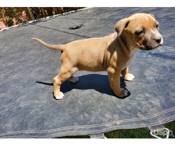 Adorable bulldog babies available