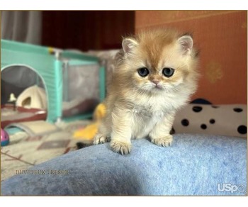 Two Persian kittens for sale