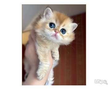Two Persian kittens for sale