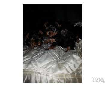 Teacup Yorkie puppies for sale