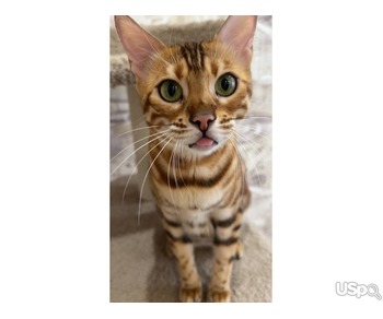 Amazing Bengal kitten babies for sale