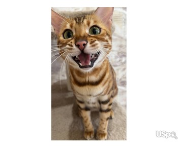 Amazing Bengal kitten babies for sale