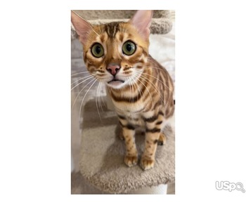 Amazing Bengal kitten babies for sale