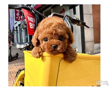 Poodle puppies for sale