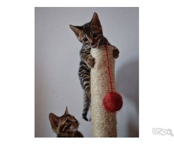 Purebred Bengal kittens available