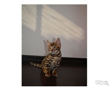 Purebred Bengal kittens available