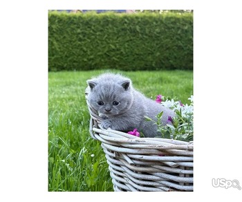 Boy British shorthair baby available.