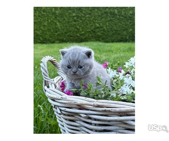Boy British shorthair baby available.