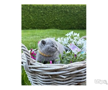 Boy British shorthair baby available.