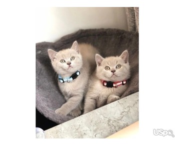 Quality BSH kittens