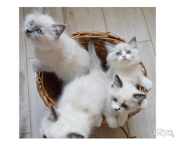 Ragdoll kittens for sale in Staten Island NY|Ragdoll kitten health guarantees in New York