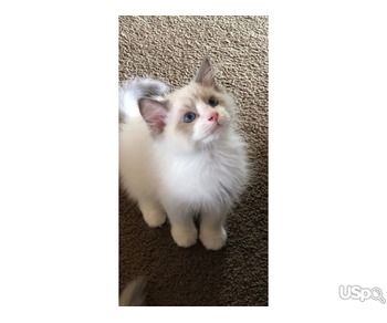 Ragdoll kittens for sale in Staten Island NY|Ragdoll kitten health guarantees in New York