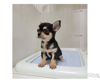 Boy chihuahua puppy for sale