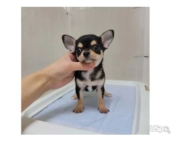 Boy chihuahua puppy for sale