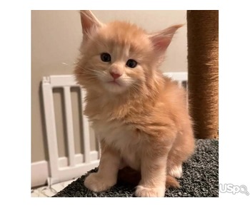 Pure Maine coon kitten for adoption