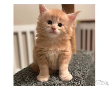 Pure Maine coon kitten for adoption
