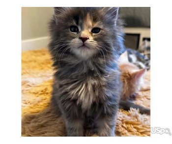 Pure Maine coon kitten for adoption