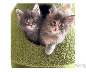 Pure Maine coon kitten for adoption