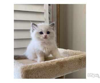 Ragdoll kittens for sale in Manhattan NY|Adopt Ragdoll kitten in Brooklyn New York